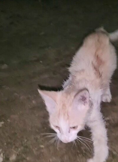 夜の屋外を歩み寄る、現在の子猫