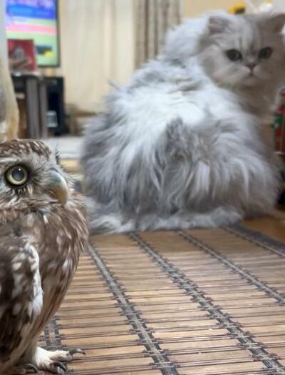 投稿動画のワンシーン