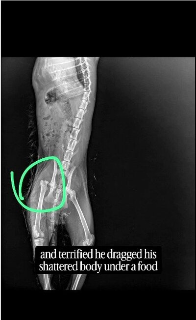 多発骨折の様子がわかるイーサンのレントゲン写真