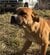 「子犬を洞窟から救って」必死に訴える母犬　奇跡的な救出劇に「ママもみんな可愛い」