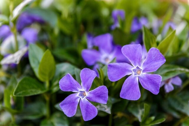 【お金をかけない庭づくり】日陰の庭に植えっぱなしOK！今が植えどきの「春植え常緑多年草」5選