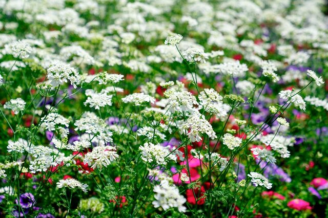 【ガーデニング】初心者も楽しめる庭づくり！春に植えるオススメの一年草10選