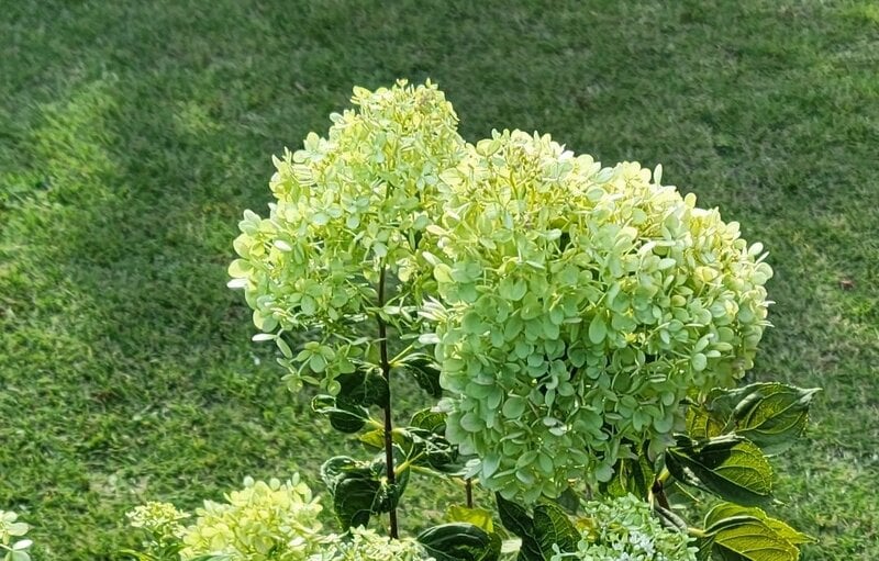 植えてよかった！真夏に満開の花を咲かせるアジサイの仲間「ノリウツギ」暑さに強くて、植えっぱなしOK！お手入れ簡単な〈低木〉です