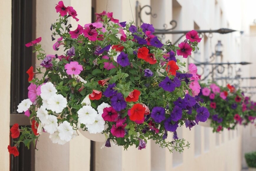 この春【寄せ植え×ハンギング】で楽しみたい《春の定番花》ふんわり多年草・一年草3選