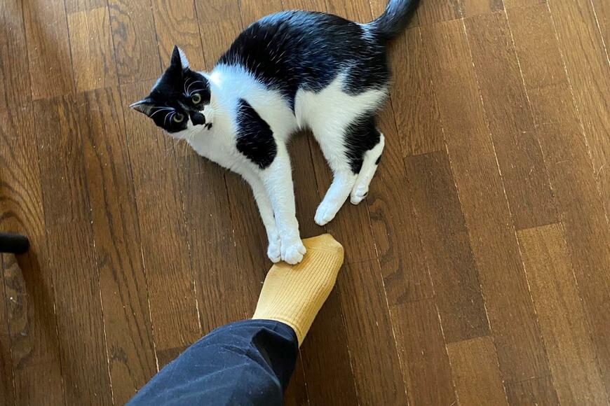 飼い主を引き止めたい？猫の猛攻撃に「やめて！！（嬉しい）」