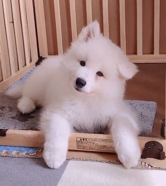 出所：@samoedsoran