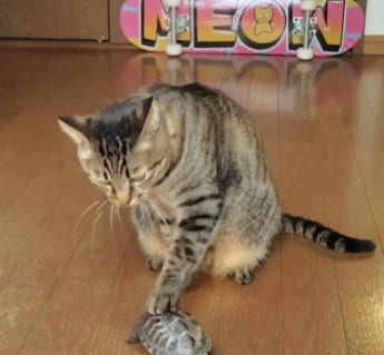 「ベルと亀を間違えました」猫が亀を押した結果→まさかの連携に笑ってしまう