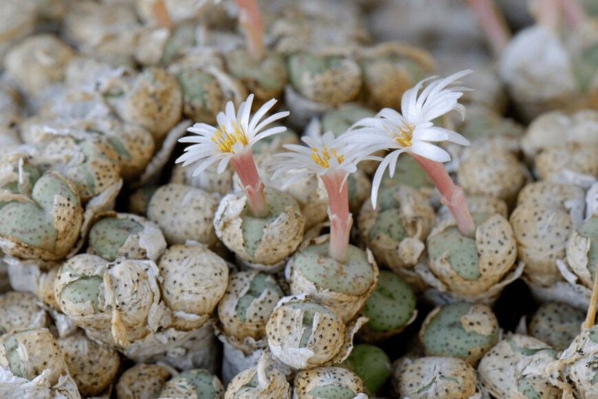 Michel VIARD/istockphoto.com