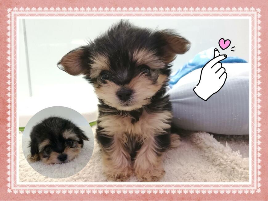 黒い毛の子犬が4歳になると……まさかのビフォアフに衝撃