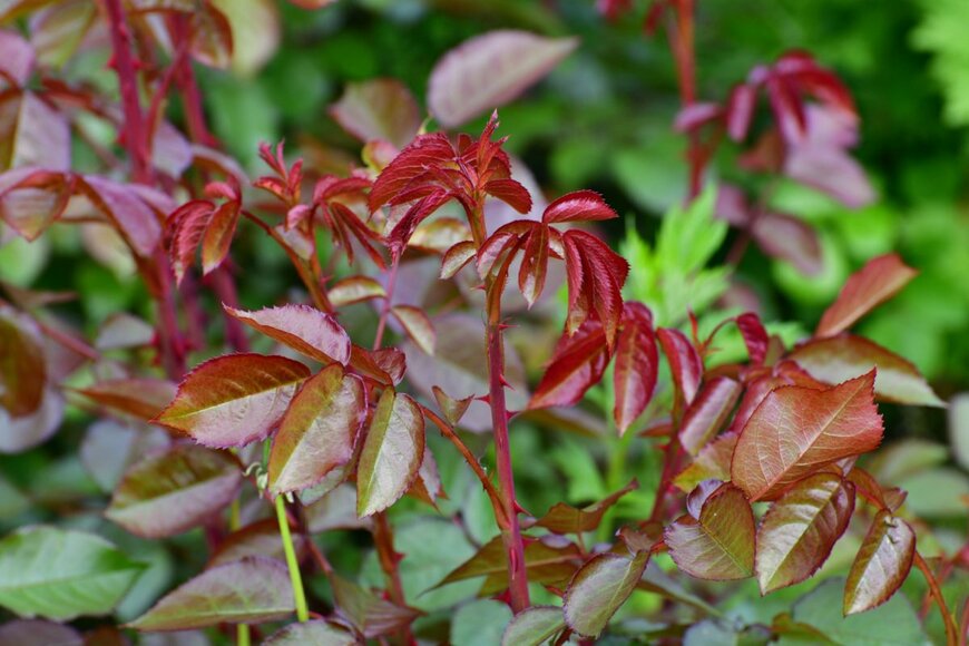 BestPhotoPlus/shutterstock.com