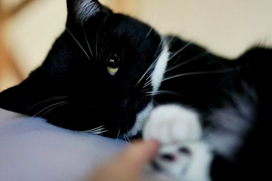 【手を繋いでおやすみ】飼い主さんを好きすぎる猫さんにほっこり「天使じゃん」の声　