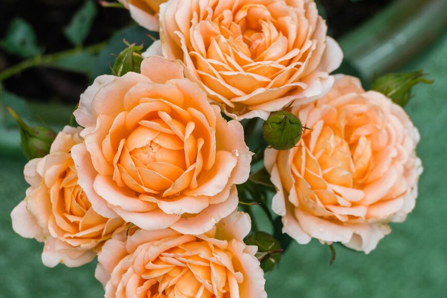 Barking/Shutterstock.com