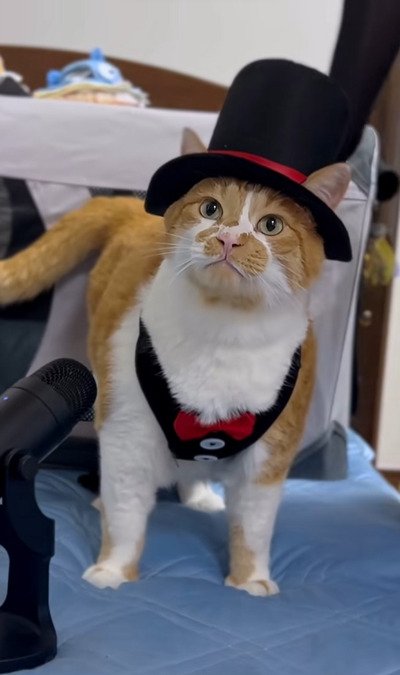 【猫さんがマジシャンに！？】飼い主さん手作りのコスプレ帽子をかぶってお散歩！その紳士な姿が「カッコ可愛い」と話題に