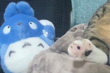 「どう見てもトトロ」元捨て猫の「メイちゃん」に注目集まる