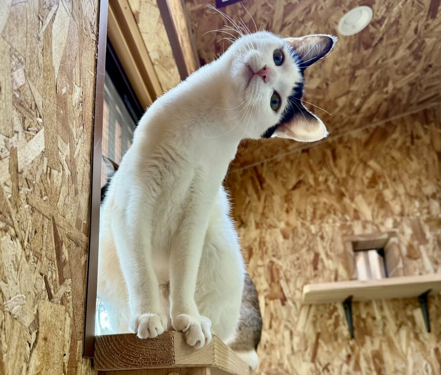 首を傾げてあざと可愛い猫ちゃんズ　同じ場所で同じポーズしてた！　無敵のアイドル姉妹猫に1万1000いいね超え