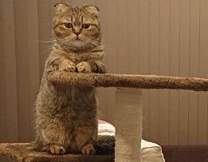 出所：@ponpokopontanu