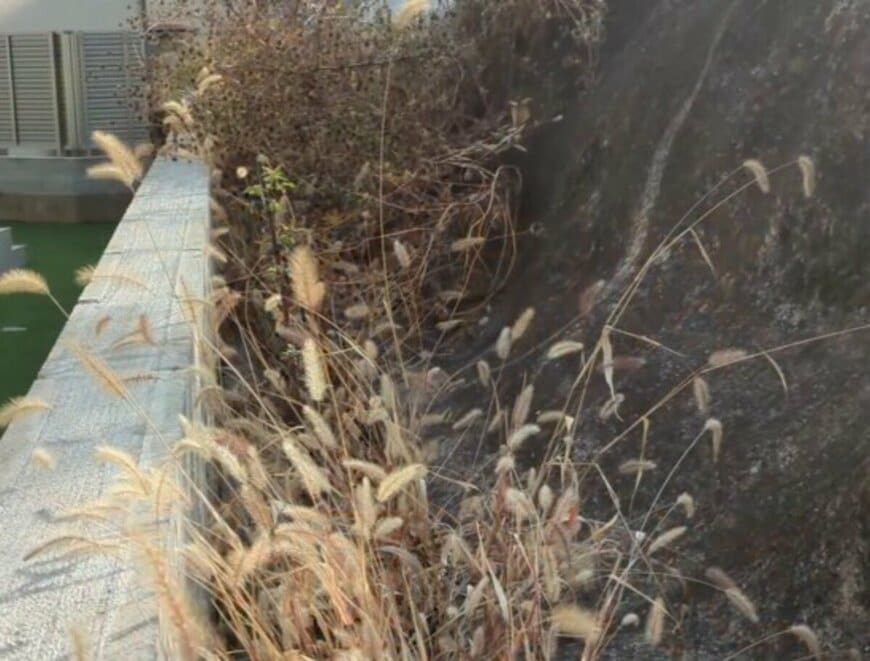 「見てる方も痛い痛い！」法面の〈アメリカセンダングサ〉→スッキリとした〈きれいな斜面〉に大変身！反響続々