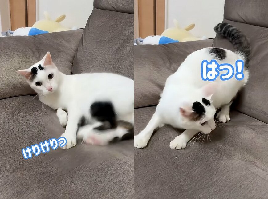 出所:@nekohou