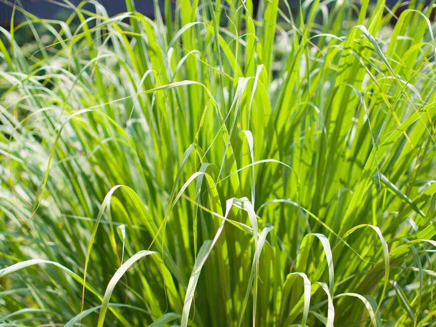 Nanniie_iiuu/istockphoto.com 