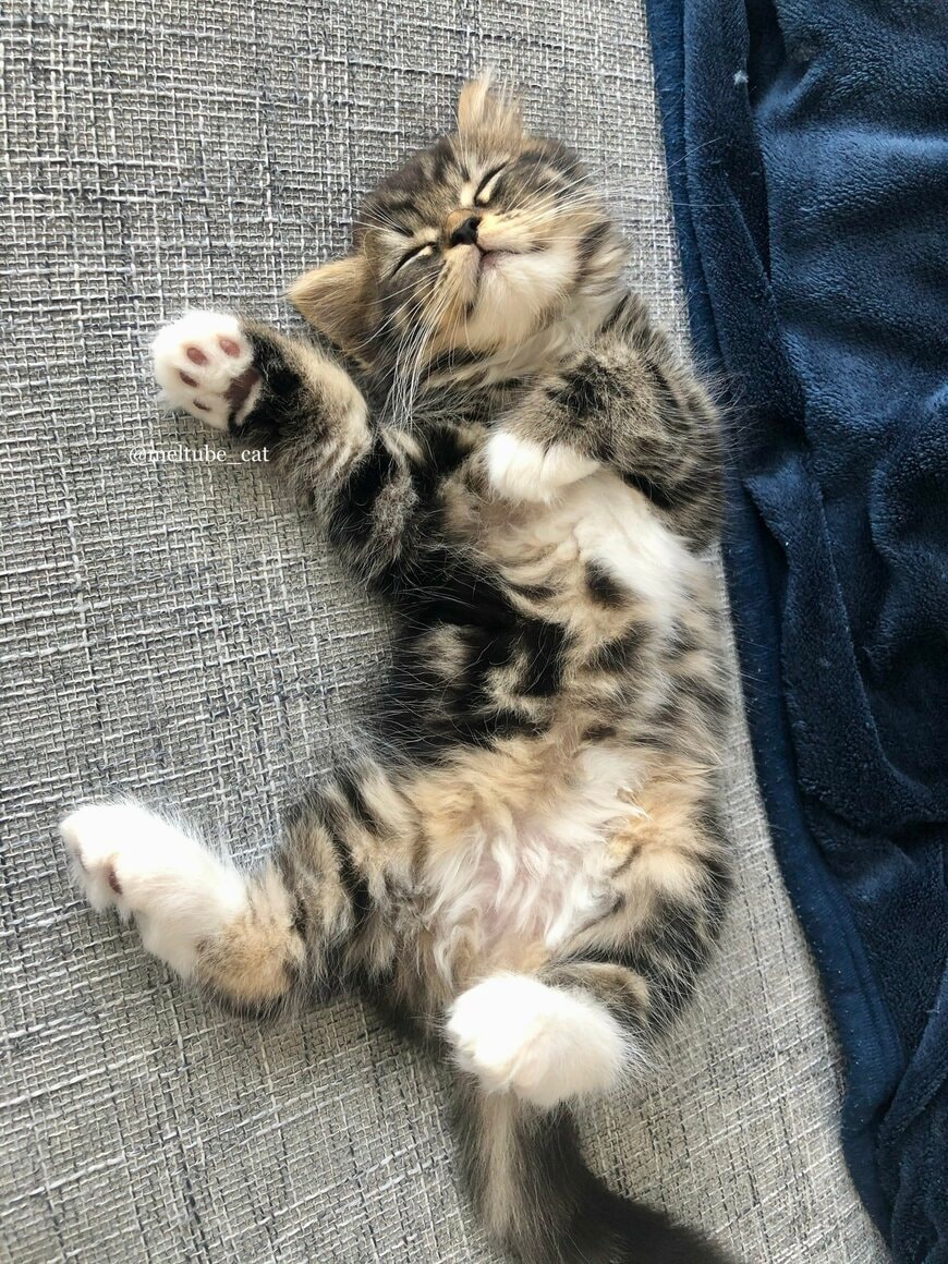 出所：@meltube_cat