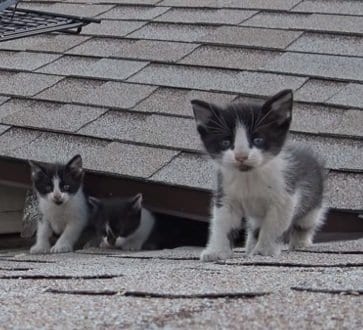 猛暑の屋根に取り残された4匹の子猫→レスキューの作戦で全員保護、母猫とも無事に再会！