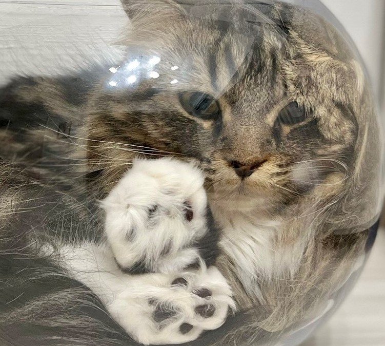 出所：@meltube_cat