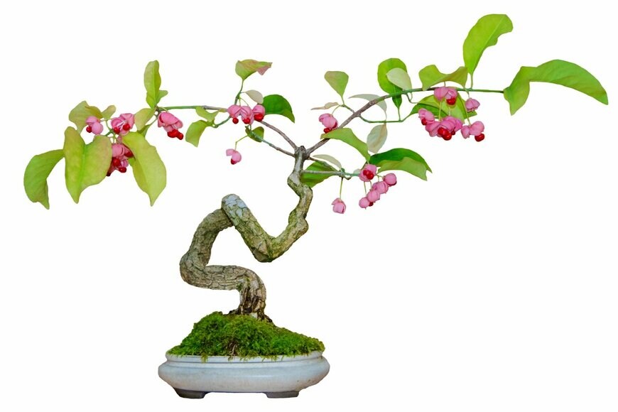 Irina Demenkova/shutterstock.com