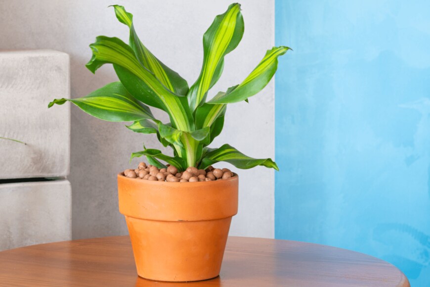 Mid Tran Designer/shutterstock.com