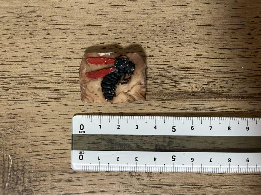 筆者撮影（セリア、発掘！化石ミュージアム）