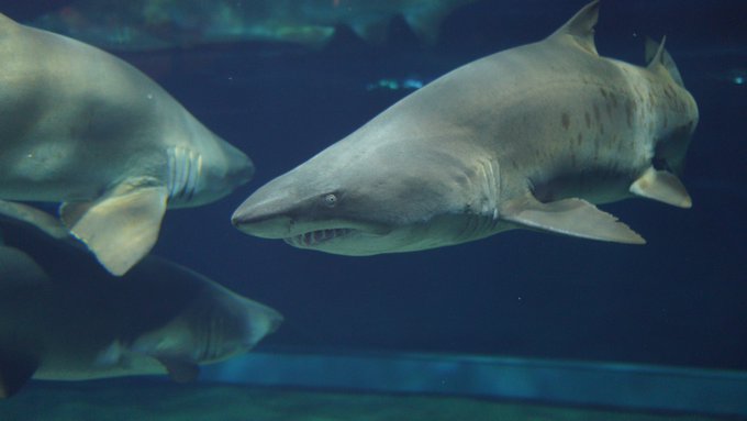 提供：@shark_sociology