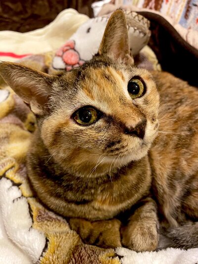 【キレイ？可愛い？】問いかけ上手な猫ちゃんに注目集まる！コメント欄でも大盛り上がり