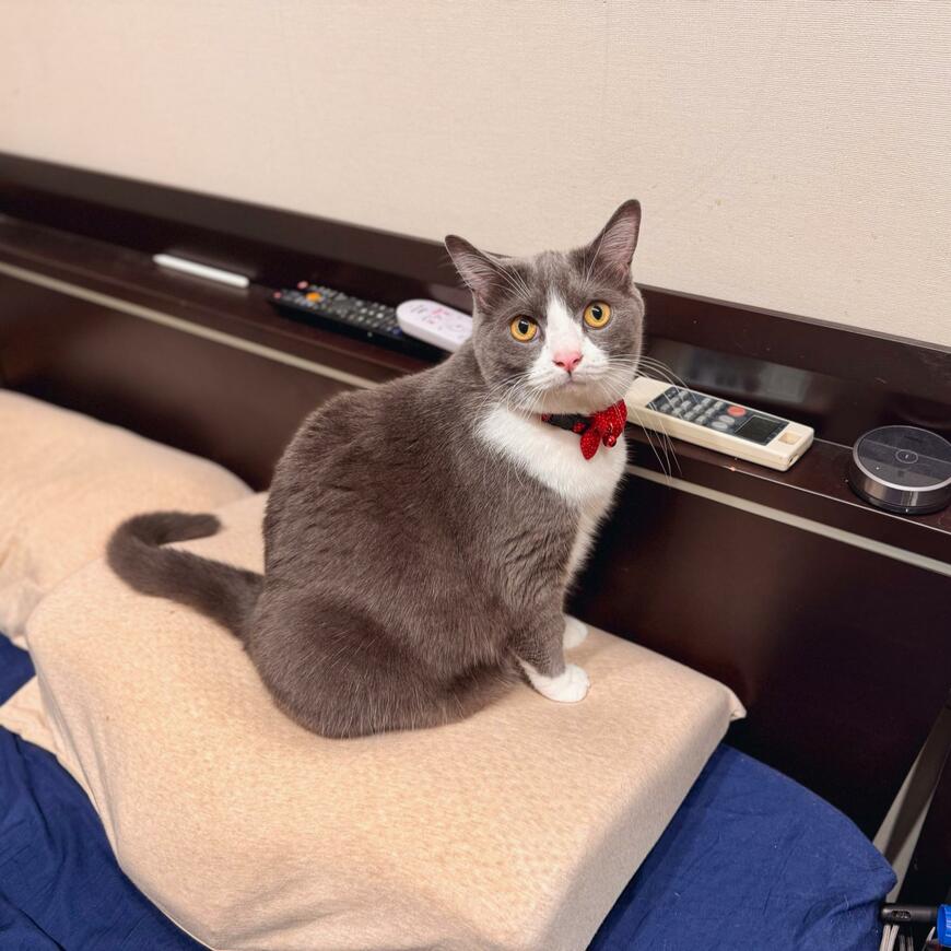 出所：@neko_wagaya