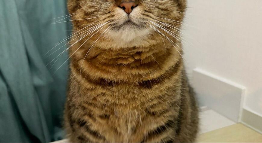 出所：@donguri_manchi