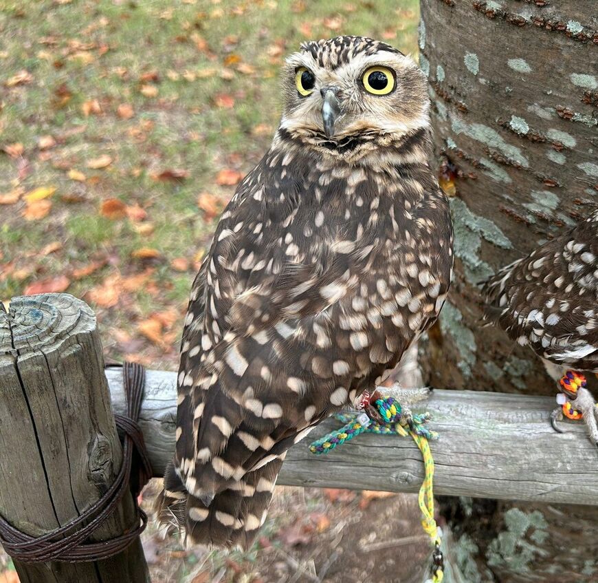 出所：@chimaki_anahori