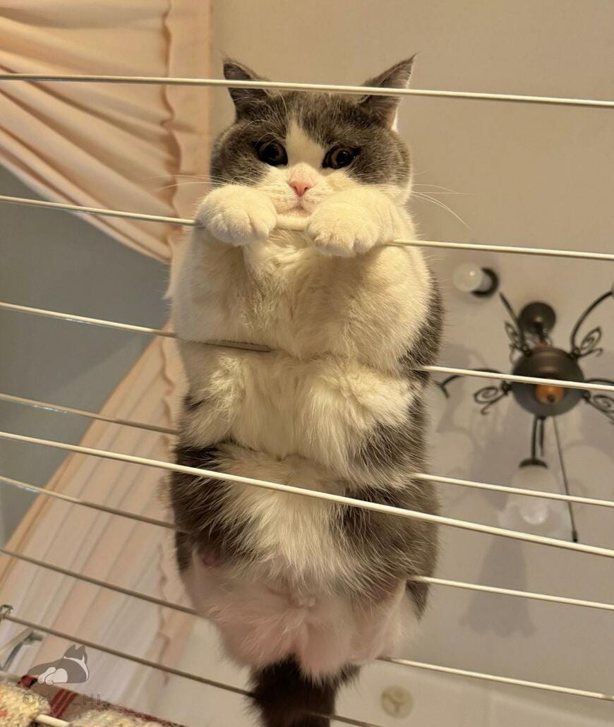 出所：@omochiomoching