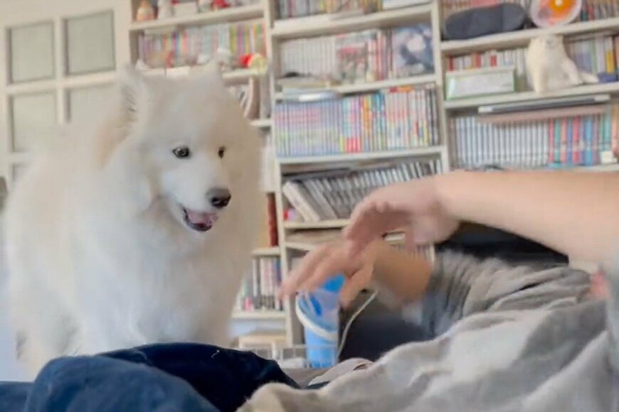 パパの激しい腹太鼓　困惑しつつ歌のセッションをする犬さんに爆笑