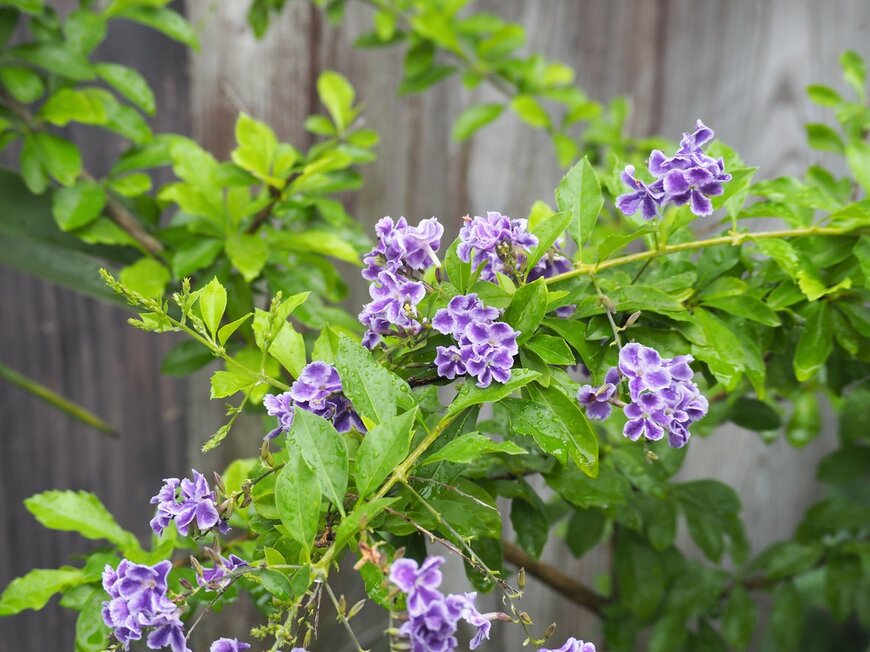 poteco/istockphoto.com