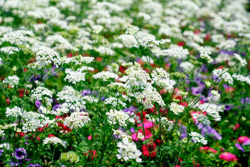 【ガーデニング】初心者も楽しめる庭づくり！春に植えるオススメの一年草10選