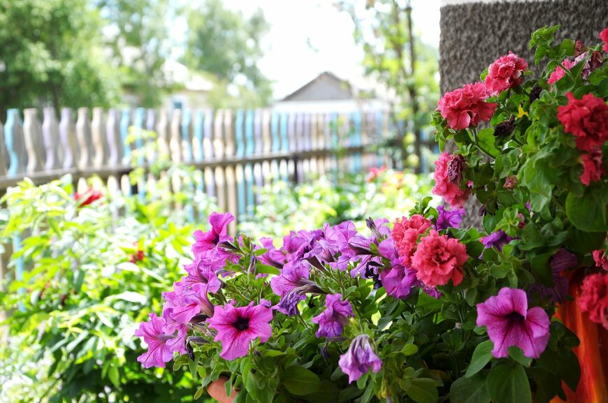 【ガーデニング】夏の暑さに負けない！庭や花壇を鮮やかに彩る一年草・多年草オススメ8選