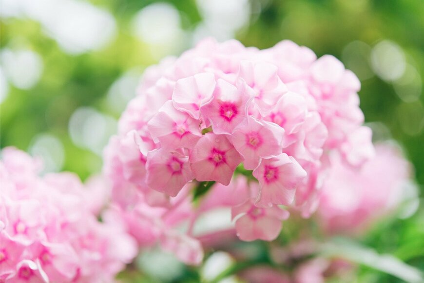 【ガーデニング】夏咲く〈一年草6選〉定番以外の魅力的な花をチェック