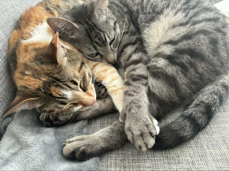 手を繋いで眠る兄妹猫　その後の光景がほほえましい「えいえいおー」