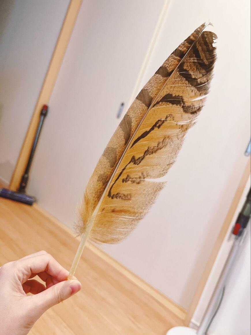 フクロウの大きい羽根