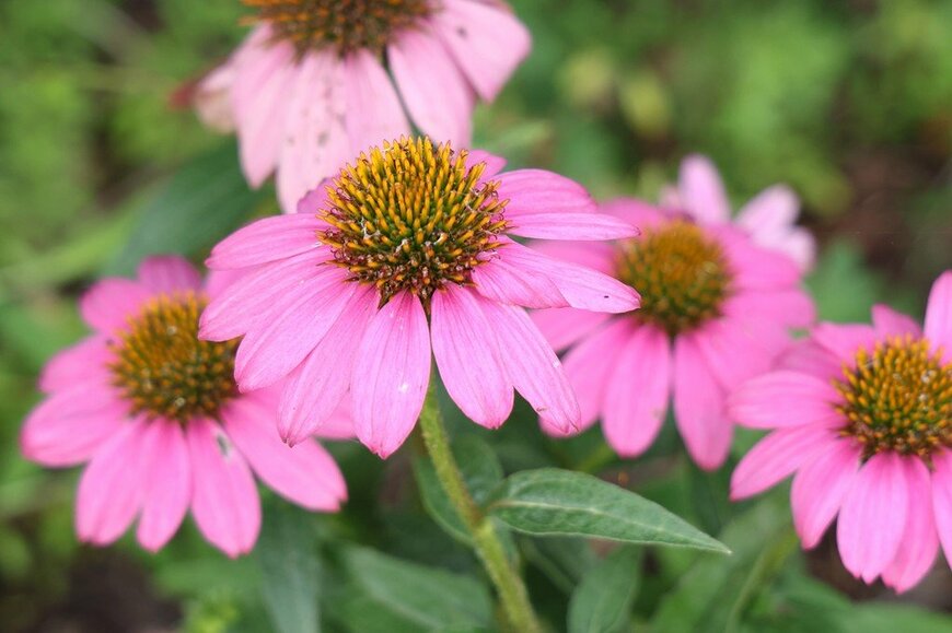 ピンク色の花を咲かせている、エキナセア