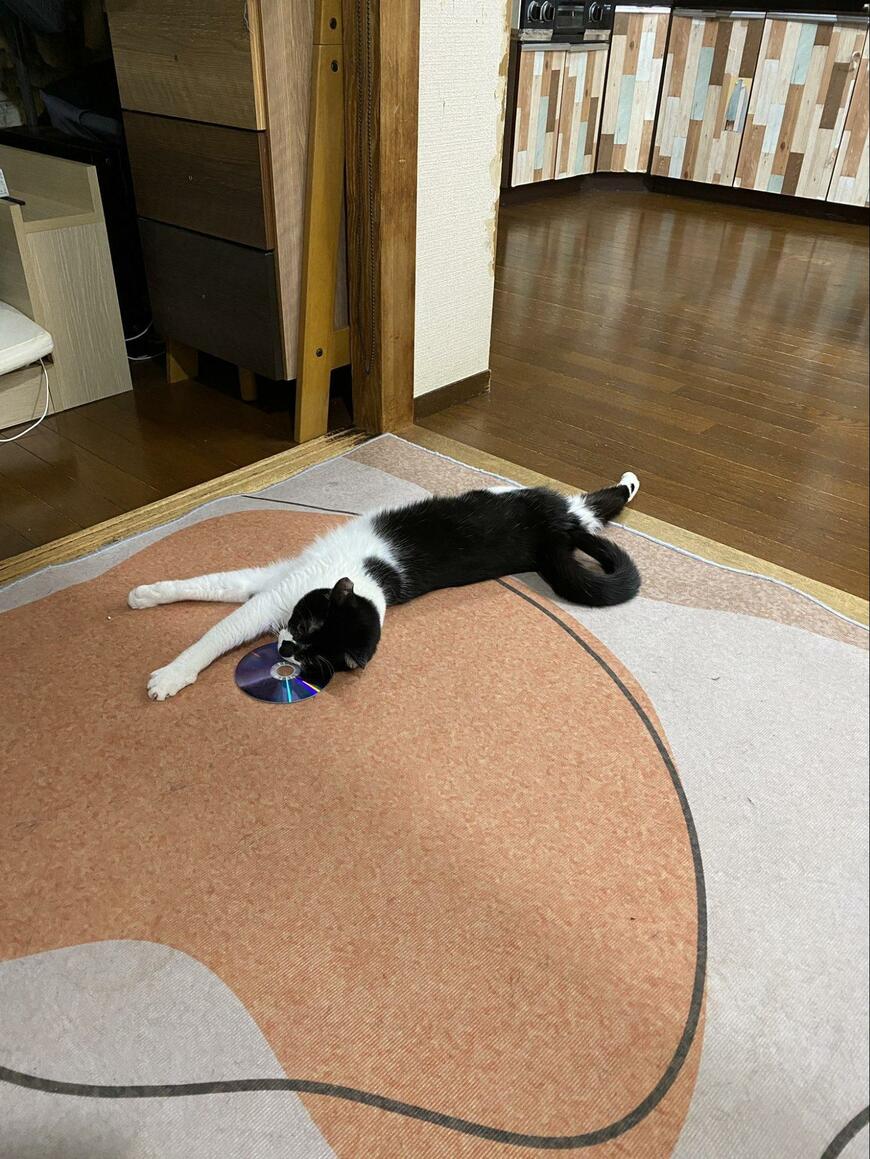 CDと一緒に寝転ぶ猫