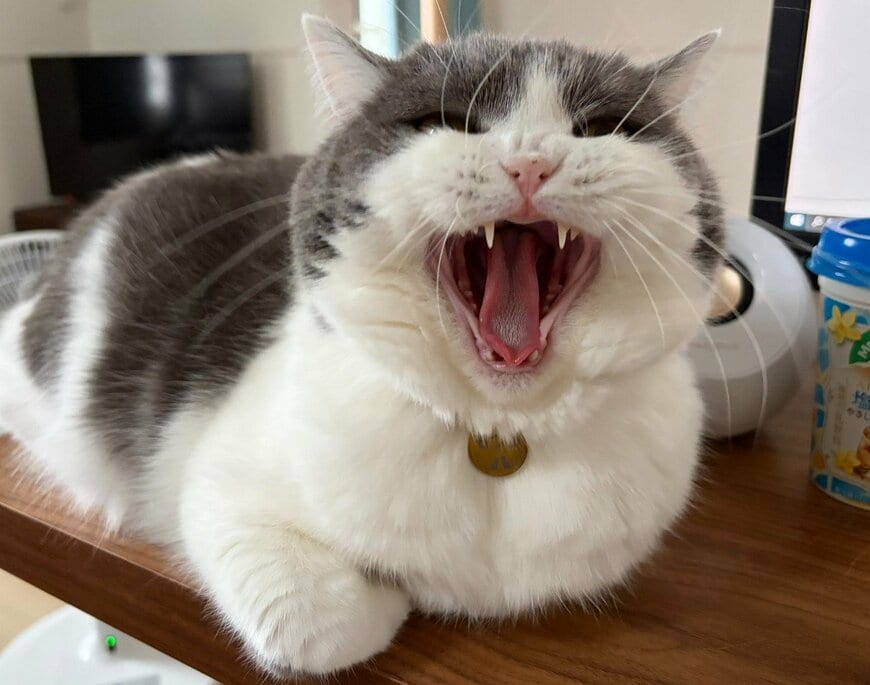 お口を開け始めるぶりもっちちゃん