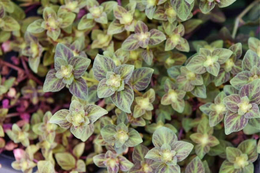 銅葉が美しい「リシマキア・ミッドナイトサン」