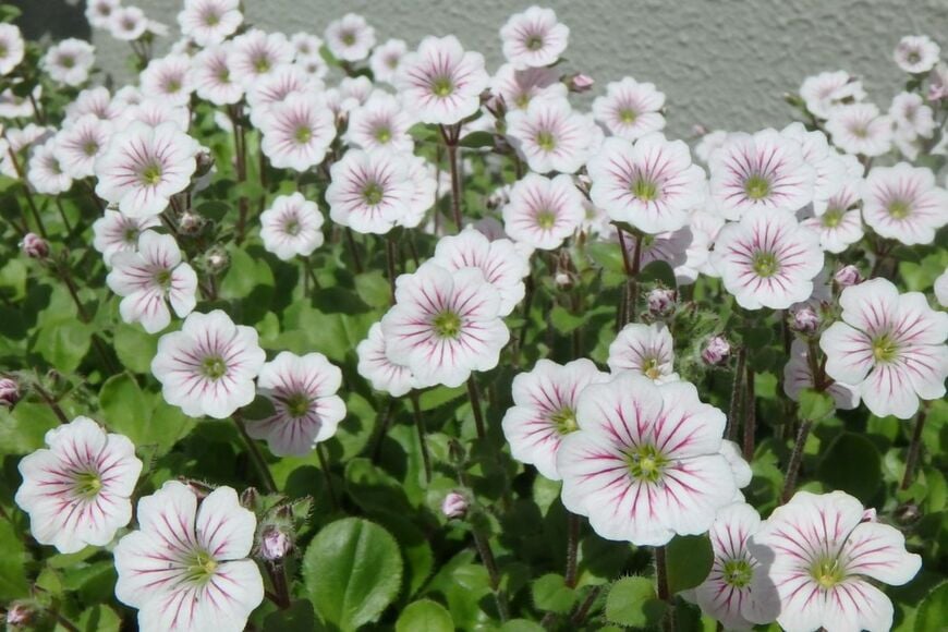 白い花びらの中にピンク色の模様が入った、カーペットカスミソウの花