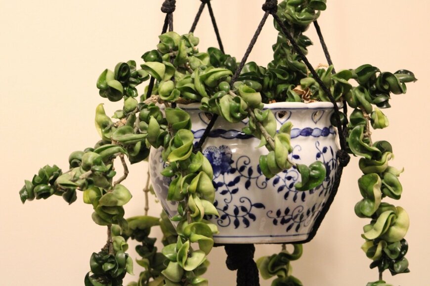 肉厚の葉が特徴の「ホヤ」