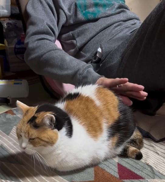 ポンポンされる猫