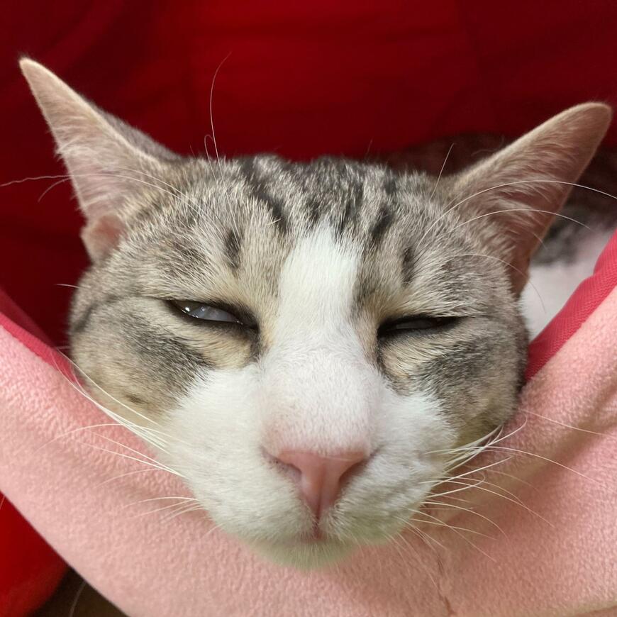 眠そうな猫